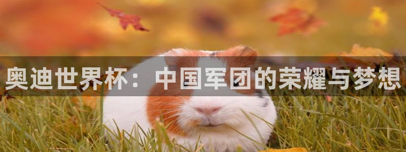 世界杯预选赛亚洲区积分榜：奥迪世界杯：中国军团的荣耀与梦想